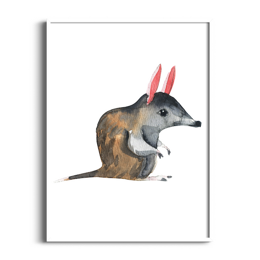 Bilby | Australian Animals Art Print