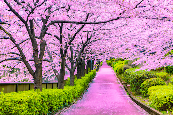 Cherry Blossom Laneway Cove Wallpaper Mural