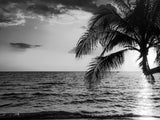 Palm Tree Sunset Ocean Wallpaper Mural