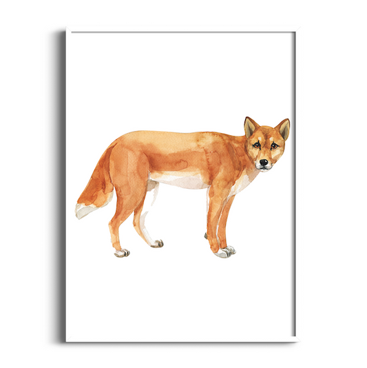 Dingo | Australian Animals Art Print