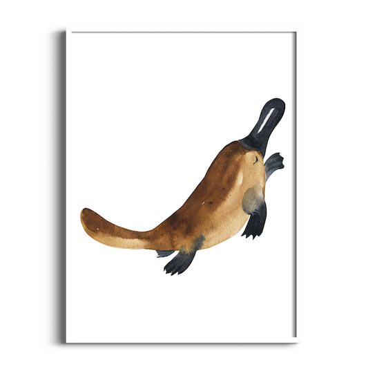 Platypus | Australian Animals Art Print