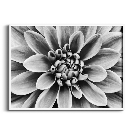 Dahlia Black and White | Floral Art Print
