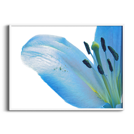 Blue I | Floral Art Print