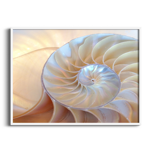 Spiral Shell | Hamptons Art Print