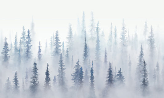Misty Forest
