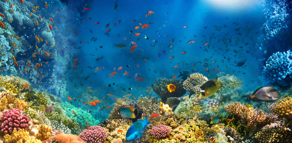 Coral Reef