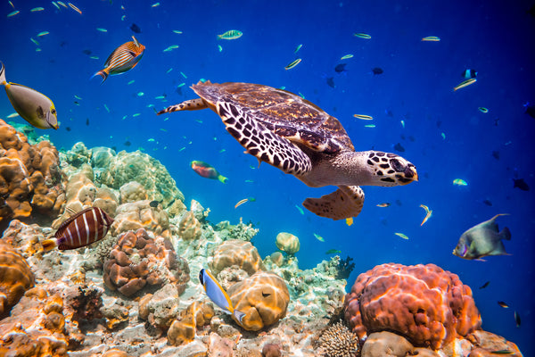 Sealife